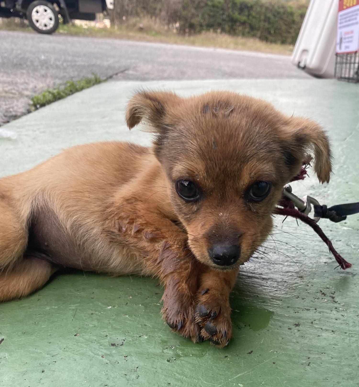 하동군유기동물보호소_448544202400466